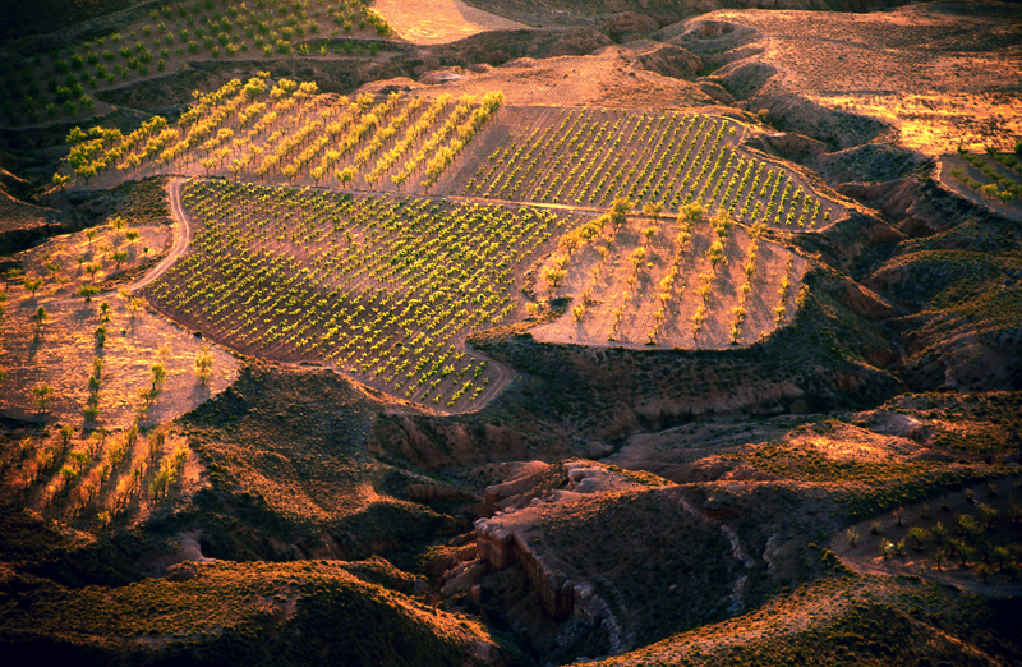 Calatayud growing region